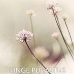 Hinge puhastus / Cr. Groeschel
